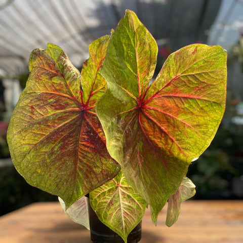 Caladium Especial 01
