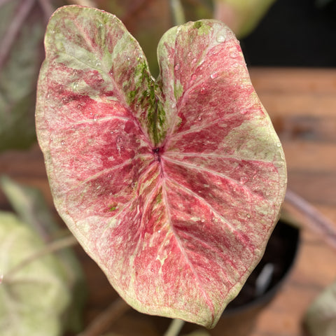 Caladium Especial 01
