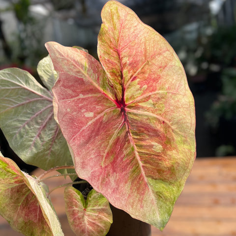 Caladium Especial 01