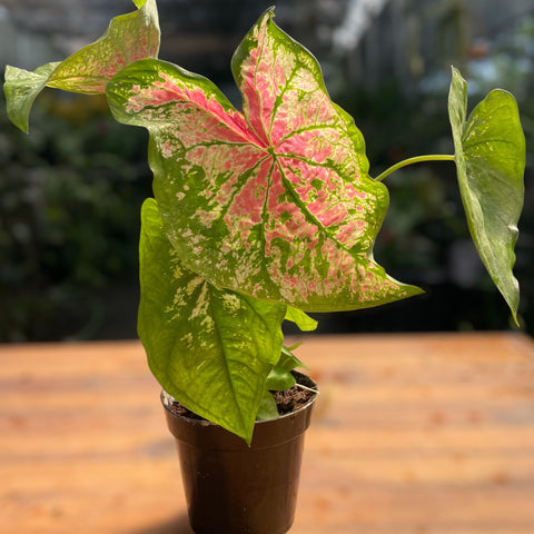 Caladium variaçāo - 05