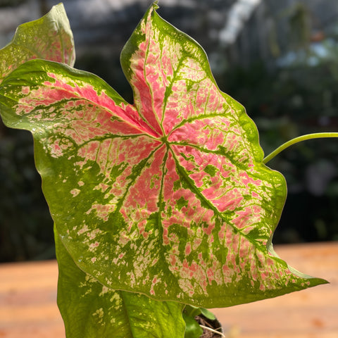 Caladium variaçāo - 05