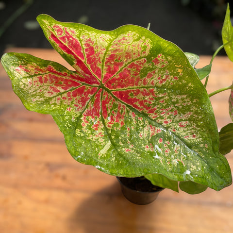 Caladium variaçāo - 05