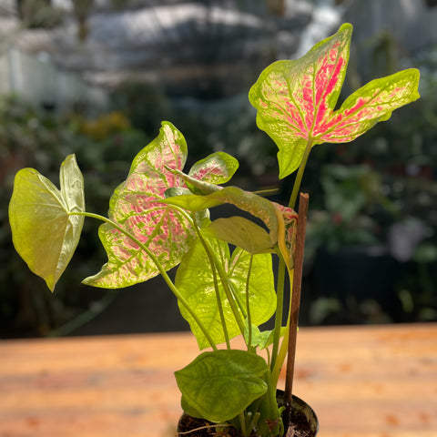 Caladium variaçāo - 05