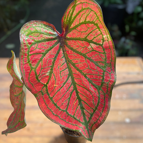 Caladium variaçāo - 02