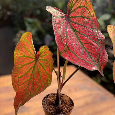 Caladium variaçāo - 02