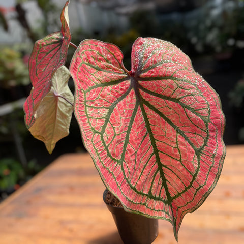 Caladium variaçāo - 02