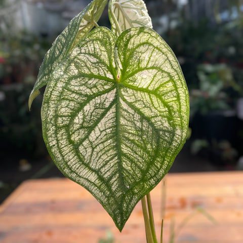 Caladium variaçāo - 04