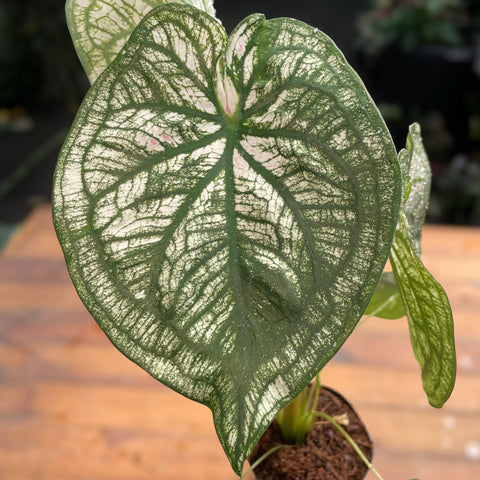 Caladium variaçāo - 04