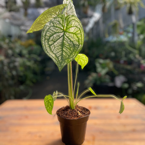 Caladium variaçāo - 04