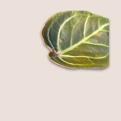Anthurium Ace of Spades — estúdio (detalhe folha)