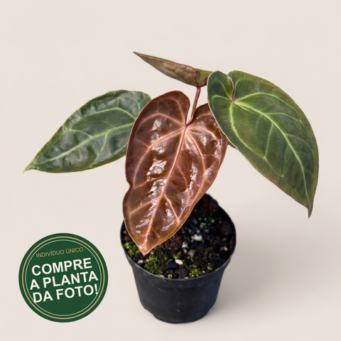 Anthurium Ace of Spades — capa com selo