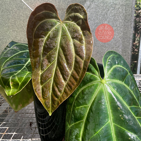 Anthurium Besseae aff.