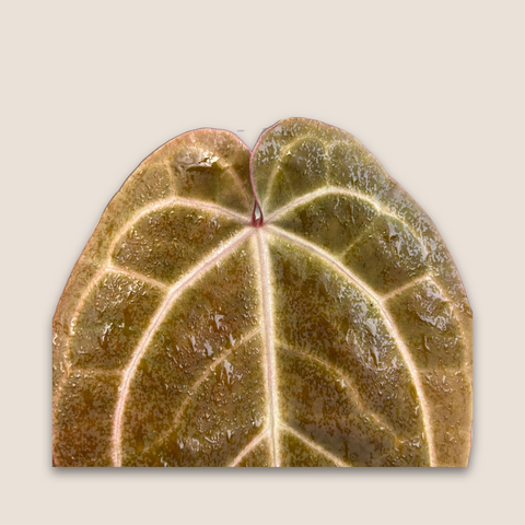 Anthurium AOS Scott Cohen — estúdio (detalhe folha)