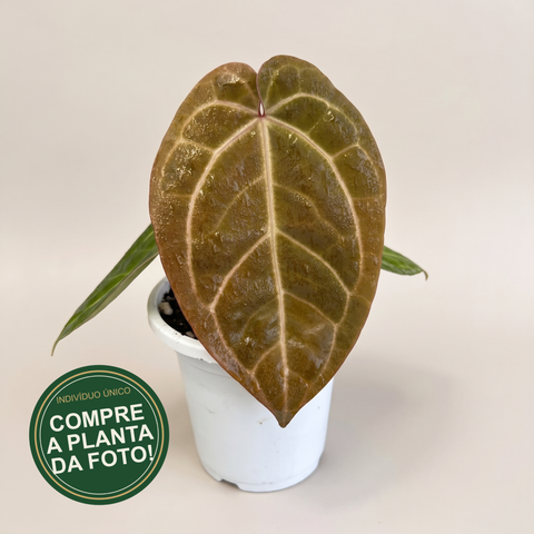 Anthurium AOS Scott Cohen — capa com selo