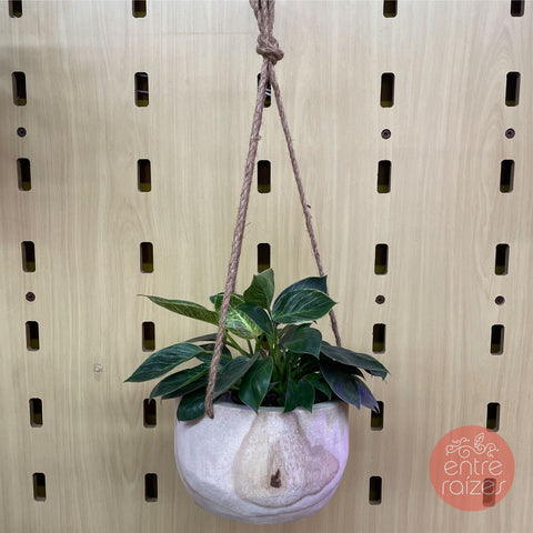 Philodendron birkin + cachepot pendente