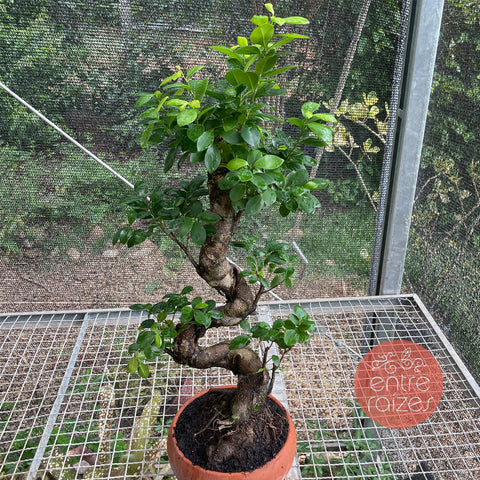 Ficus Microcarpa 'Ginseng' - BONSAI