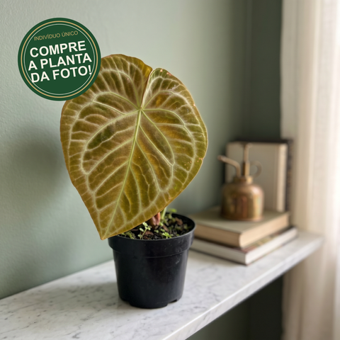Anthurium Botanic — capa com selo