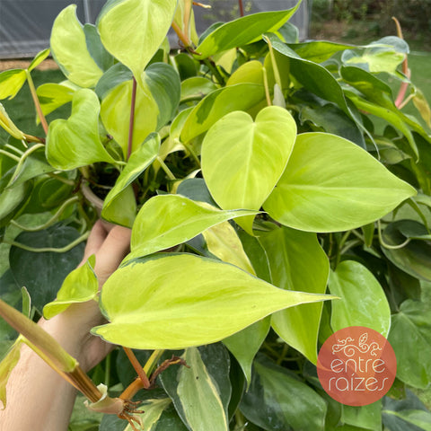 Philodendron hederaceum 'Brasil'