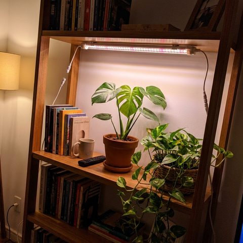 Estante de sala com o tubo Sub-bosque aceso sobre monstera e jiboia