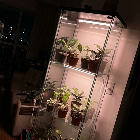 Vitrine de vidro com a coleção iluminada pelos tubos Sub-bosque