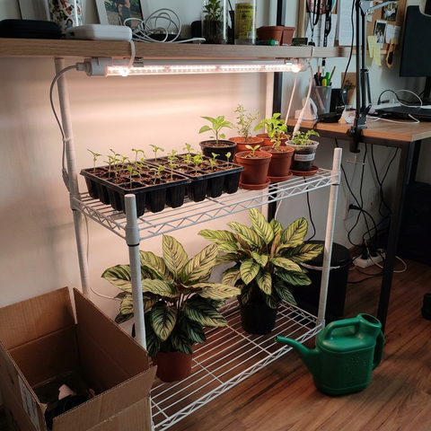 Rack com bandeja de plântulas e calatheas sob o tubo Sub-bosque