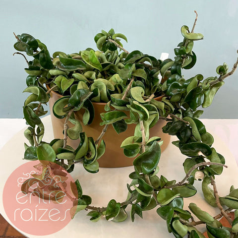 Hoya carnosa compacta + cachepot em metal marrom