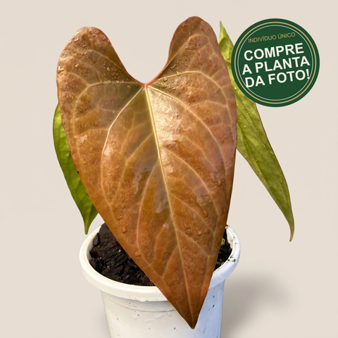 Anthurium Dark Rubri — capa com selo