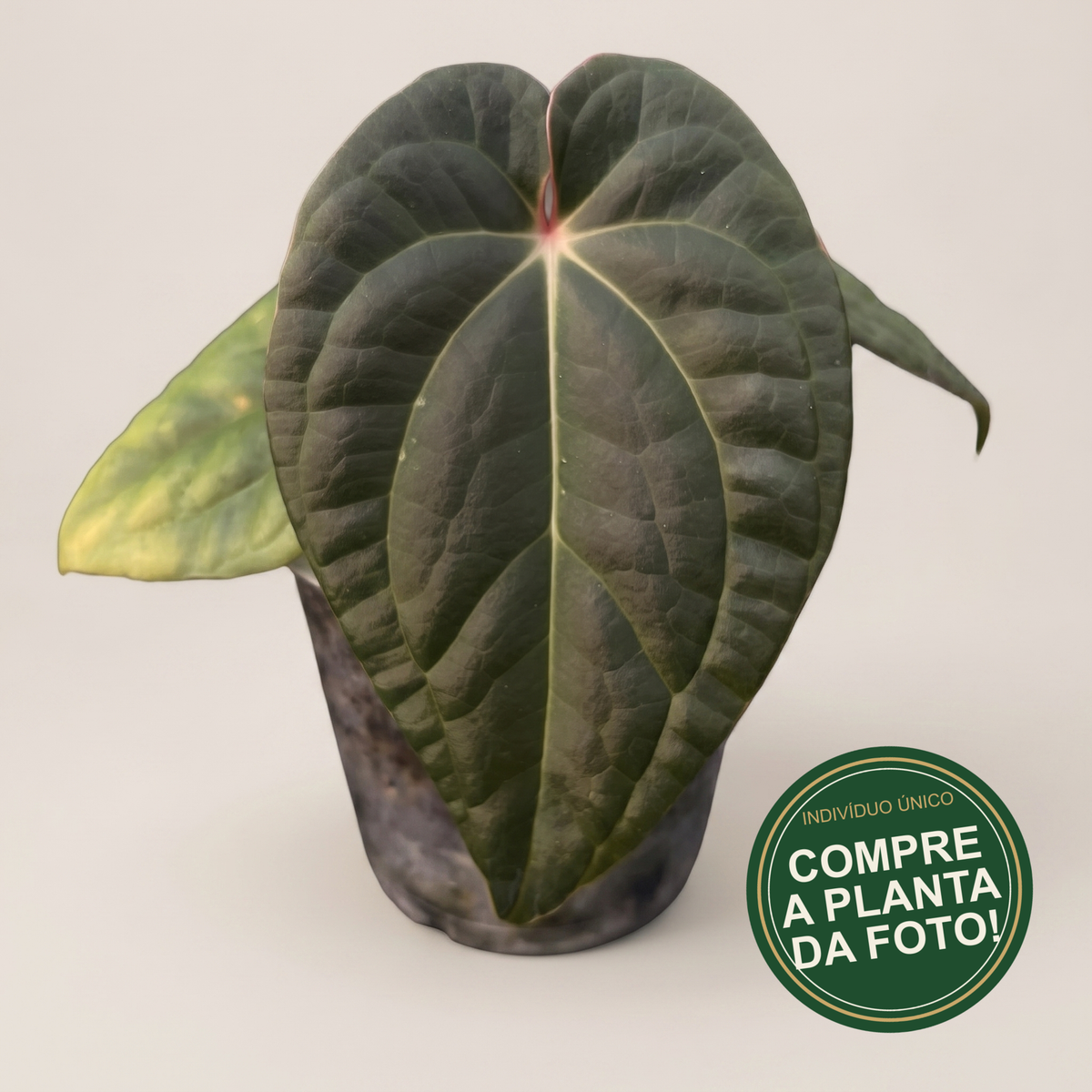 Anthurium 'David Portilla Dreams' (luxurians x forgetii) – Entre