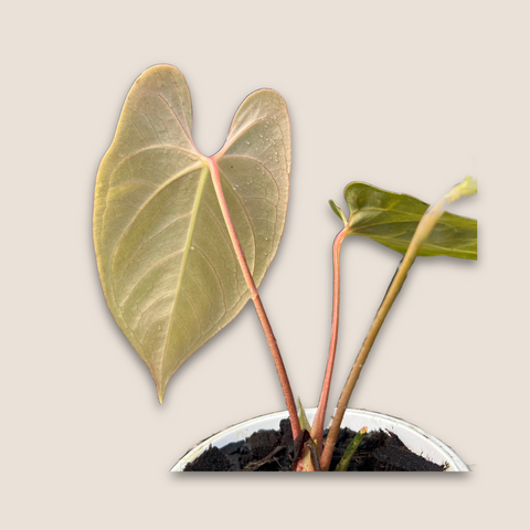 Anthurium Fast Velvet — estúdio (detalhe folha)