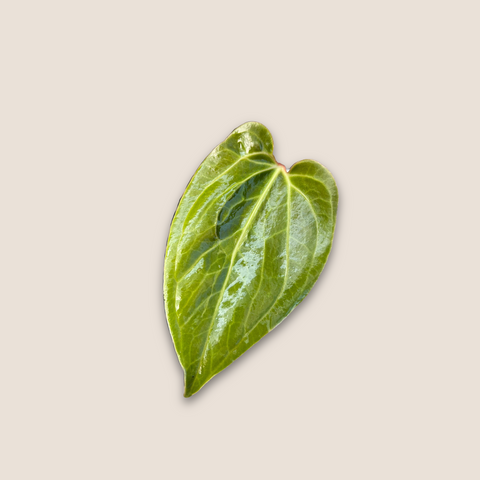 Anthurium Fast Velvet — estúdio (detalhe folha 2)