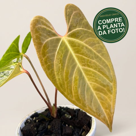 Anthurium Fast Velvet — capa com selo