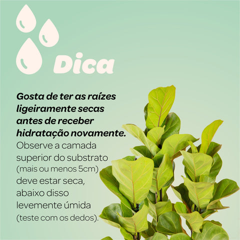 Ficus Lyrata + vaso Marcelo Rosenbaum