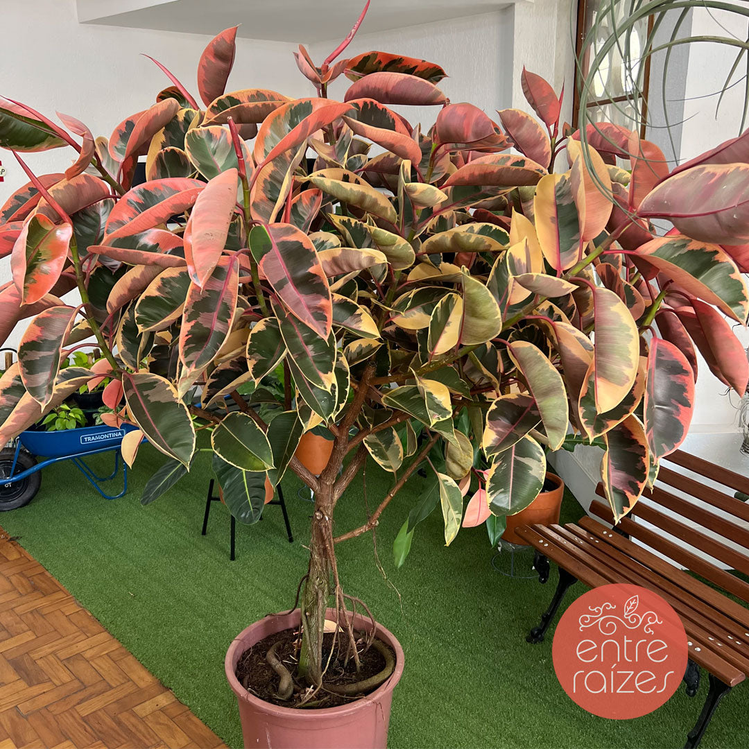 Ficus elástica ruby (gigante) – Entre Raízes Botânica