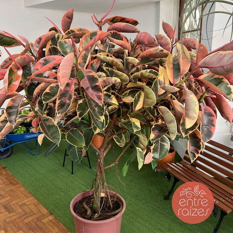 Ficus elástica ruby (gigante)