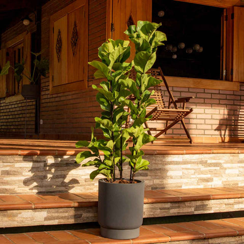 Ficus Lyrata + vaso Marcelo Rosenbaum