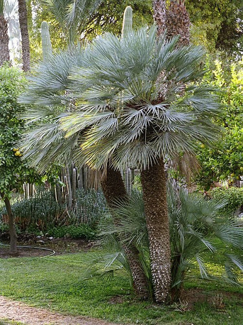 Chamaerops humilis var. cerifera