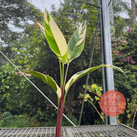 Helicônia variegata