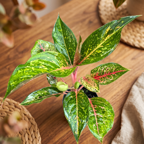 Aglaonema Karat — ambiente