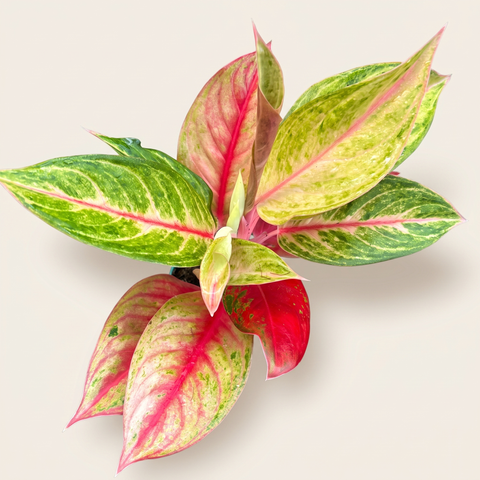 Aglaonema Diamond Star — estúdio