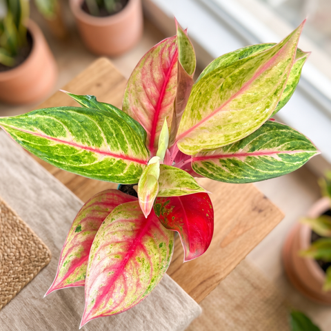Aglaonema Diamond Star — ambiente