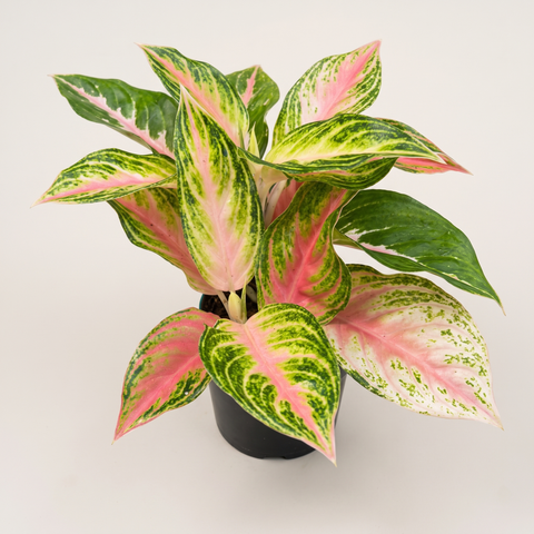 Aglaonema Panama Pink — foto de estúdio