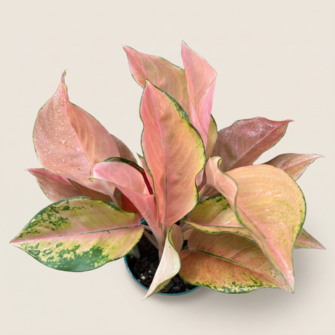 Aglaonema Rose Cochin — estúdio