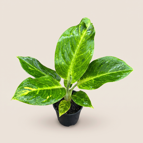Aglaonema Sundrop — estúdio