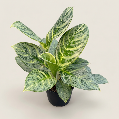 Aglaonema Silver Curly — estúdio