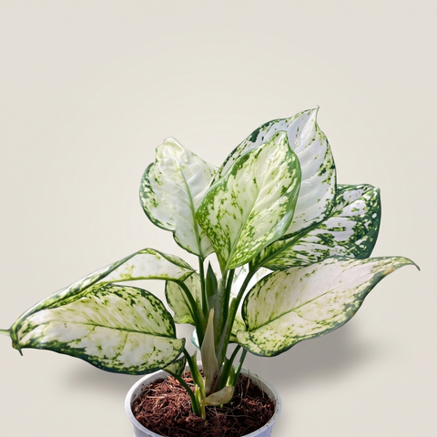 Aglaonema White Joy — estúdio