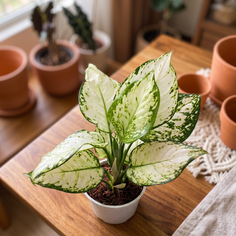 Aglaonema White Joy — ambiente