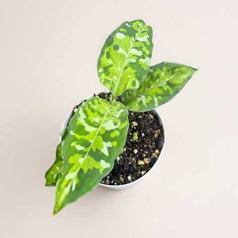 Aglaonema pictum tricolor — estúdio