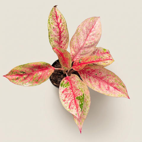 Aglaonema sp. Laynamthong — estúdio