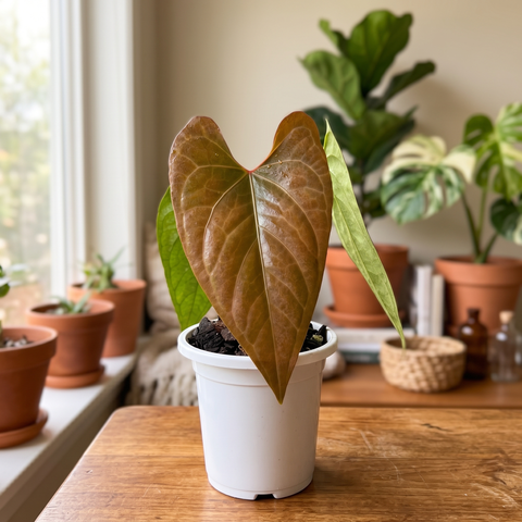Anthurium Dark Rubri — ambiente 1