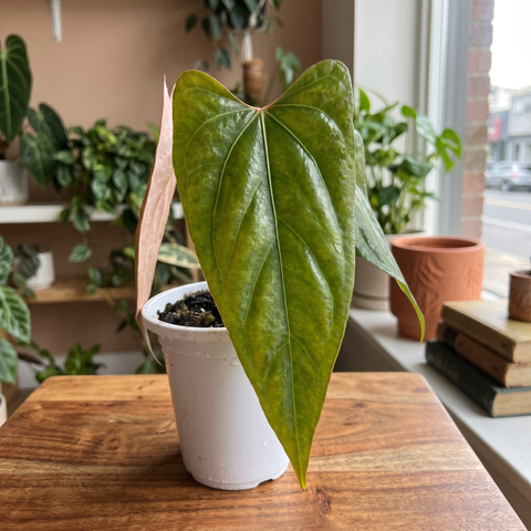Anthurium Dark Rubri — ambiente 2